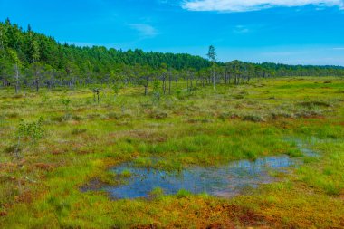 Estonya 'daki Soomaa Ulusal Parkı manzarası.