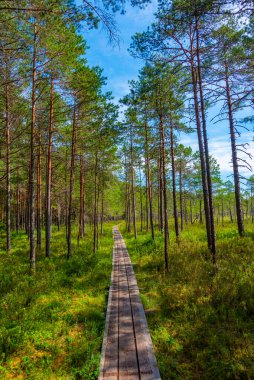 Estonya 'daki Soomaa Ulusal Parkı' ndaki orman patikası.
