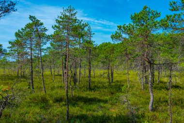 Estonya 'daki Soomaa Ulusal Parkı' ndaki orman patikası.