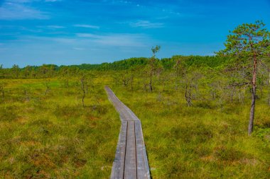 Estonya 'daki Soomaa Ulusal Parkı manzarası.