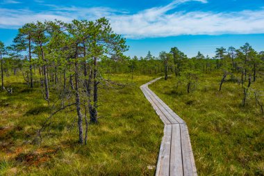 Estonya 'daki Soomaa Ulusal Parkı manzarası.