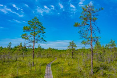 Estonya 'daki Soomaa Ulusal Parkı manzarası.