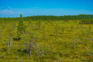 Estonya 'daki Soomaa Ulusal Parkı manzarası.