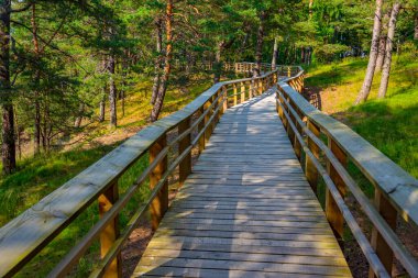 Letonya 'daki Saulkrasti kum tepelerindeki orman patikası.