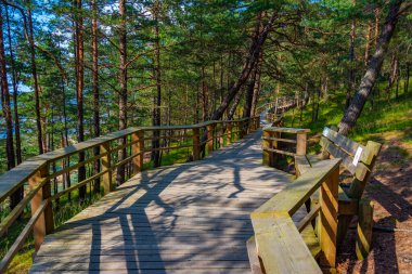 Letonya 'daki Saulkrasti kum tepelerindeki orman patikası.