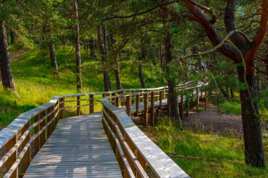 Letonya 'daki Saulkrasti kum tepelerindeki orman patikası.