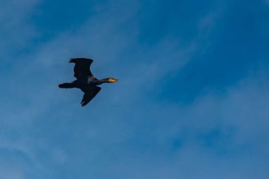 Litvanya 'daki Gri Balıkçıl ve Büyük Karabataklar Kolonisi