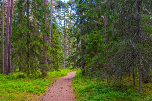 Sendero Forestal Cerca Del Pueblo Estonio Altja —  Fotos de Stock