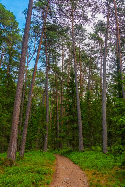 Trilha Florestal Perto Aldeia Estónia Altja — Fotografia de Stock