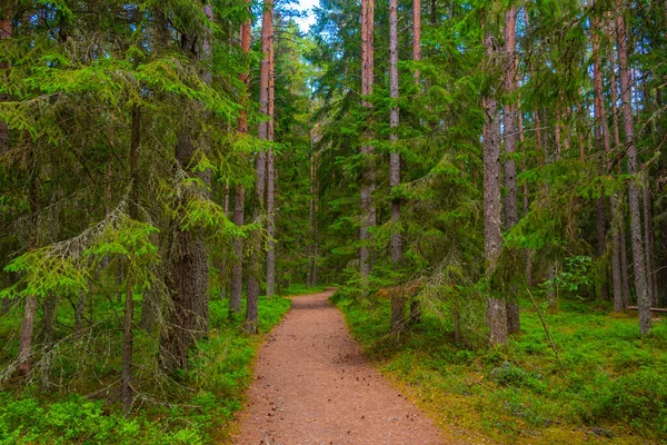 Sendero Forestal Cerca Del Pueblo Estonio Altja —  Fotos de Stock