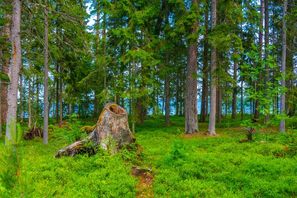 Trilha Florestal Perto Aldeia Estónia Kasmu — Fotografia de Stock