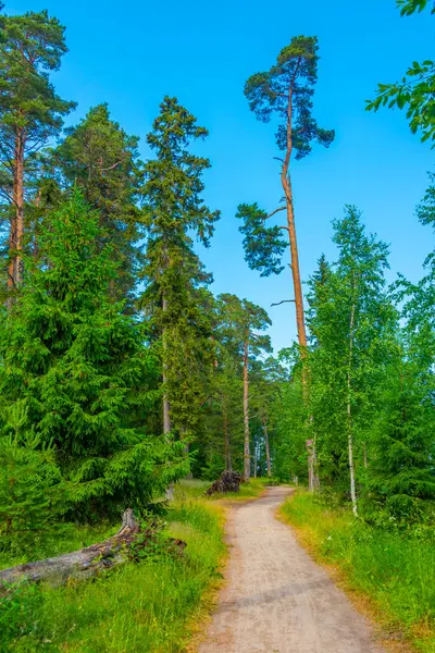 Sentiero Forestale Vicino Villaggio Estone Kasmu — Foto Stock