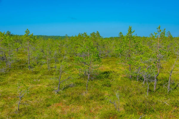 Krajina Národního Parku Viru Estonsku — Stock fotografie