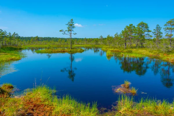 stock image Landscape of Viru bog national park in Estonia.