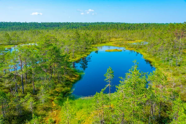 stock image Landscape of Viru bog national park in Estonia.