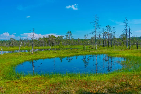 爱沙尼亚Viru Bog国家公园景观 — 图库照片