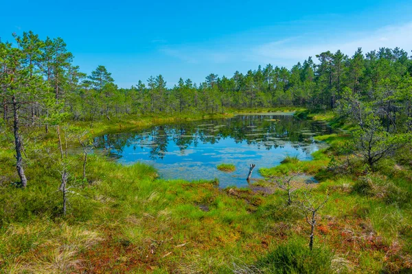 エストニアのViru Bog国立公園の風景 — ストック写真