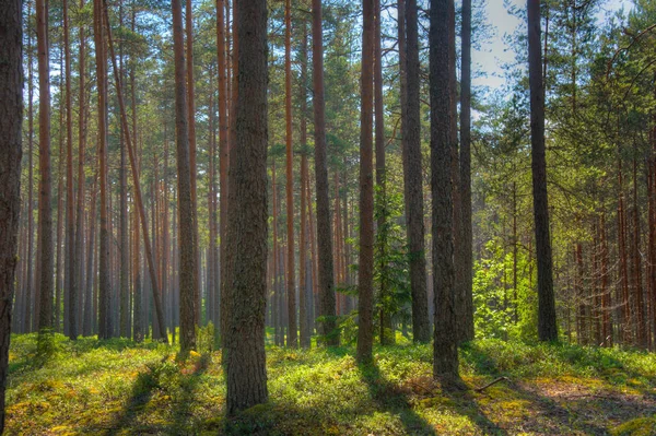 Sentiero Forestale Nel Parco Nazionale Della Palude Viru Estonia — Foto Stock