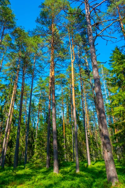 Sentiero Forestale Nel Parco Nazionale Della Palude Viru Estonia — Foto Stock