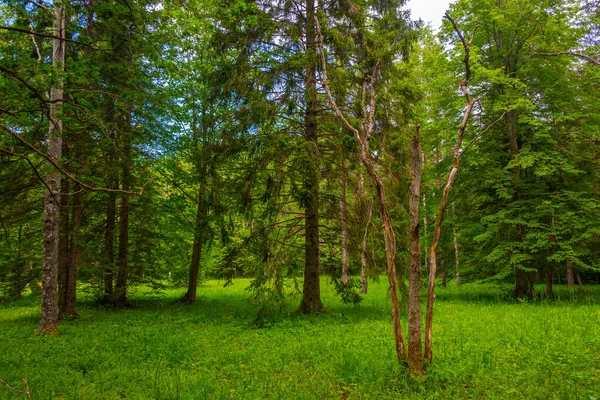 Ruta Forestal Isla Saaremaa Estonia — Foto de Stock