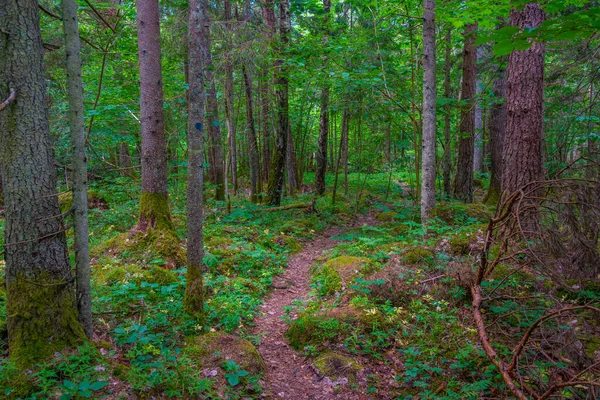 Ruta Forestal Isla Saaremaa Estonia —  Fotos de Stock