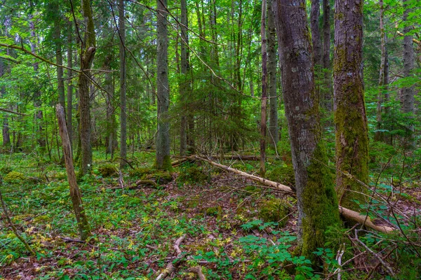 Ruta Forestal Isla Saaremaa Estonia —  Fotos de Stock
