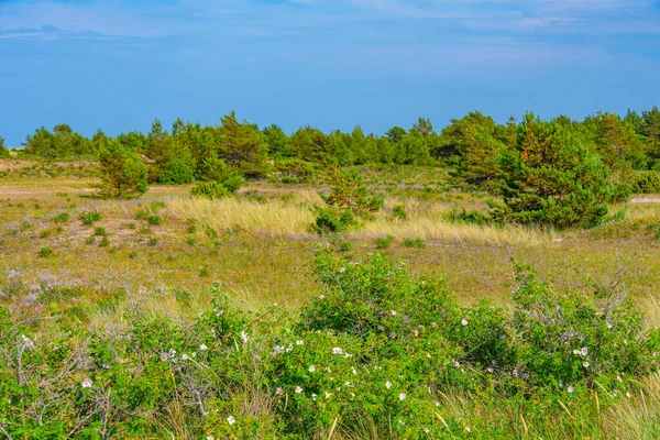 Přírodní Krajina Poloostrova Kiipsaare Estonsku — Stock fotografie
