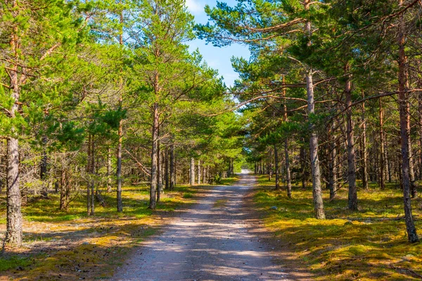 Sentiero Forestale Sull Isola Saaremaa Estonia — Foto Stock