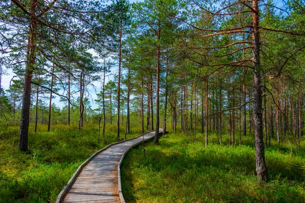 Sentiero Forestale Nel Parco Nazionale Soomaa Estonia — Foto Stock