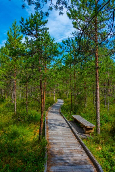 Sentiero Forestale Nel Parco Nazionale Soomaa Estonia — Foto Stock
