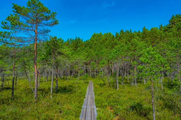 Estonya 'daki Soomaa Ulusal Parkı' ndaki orman patikası.