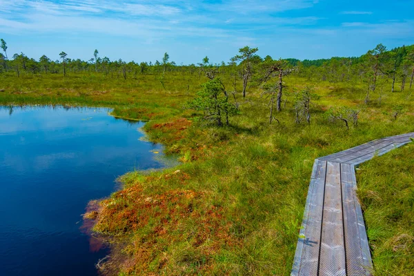 Estonya 'daki Soomaa Ulusal Parkı manzarası.