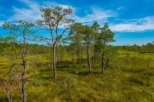 エストニアのソオマー国立公園の風景 — ストック写真