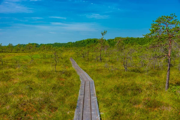 Estonya 'daki Soomaa Ulusal Parkı manzarası.