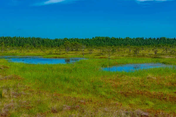 Paisagem Parque Nacional Soomaa Estónia — Fotografia de Stock