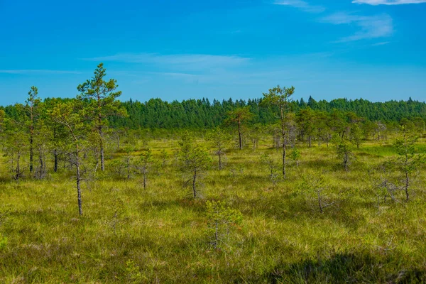 Krajina Národního Parku Soomaa Estonsku — Stock fotografie