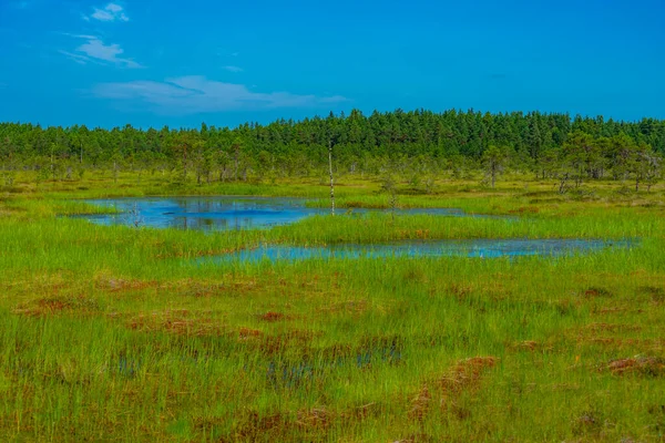 Paisagem Parque Nacional Soomaa Estónia — Fotografia de Stock