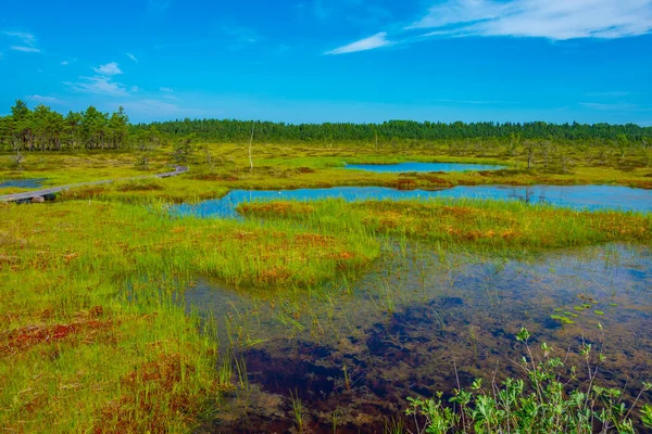 stock image Landscape of Soomaa national park in Estonia.