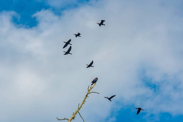 Juodkrante Colony Grey Herons Great Cormorants Lithuanian — стокове фото