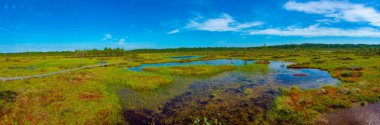 Estonya 'daki Soomaa Ulusal Parkı manzarası.
