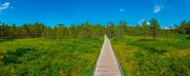 Estonya 'daki Virü Bataklığı Ulusal Parkı' ndaki orman patikası.