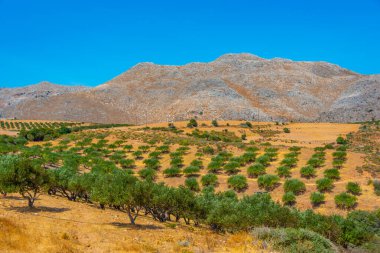 Yunan adası Girit 'in kırsalında zeytin bahçeleri.