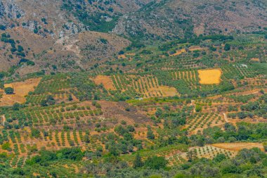 Yunan adası Girit 'in tarım manzarası manzarası.