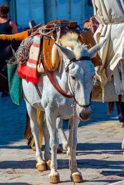 Yunanistan 'ın Hydra limanındaki deniz kenarındaki gezinti alanında eşekler.