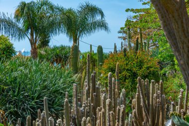 Forli, Ischia, İtalya 'daki Giardini Ravino bahçelerinde sulu ve kaktüsler.