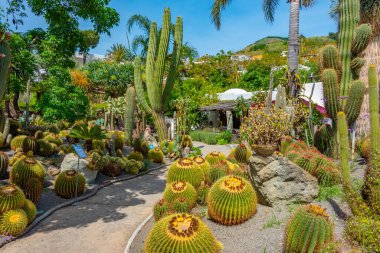 Forli, Ischia, İtalya 'daki Giardini Ravino bahçelerinde sulu ve kaktüsler.