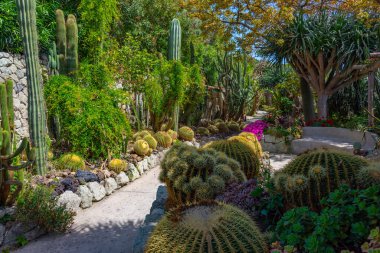 Forli, Ischia, İtalya 'daki Giardini Ravino bahçelerinde sulu ve kaktüsler.
