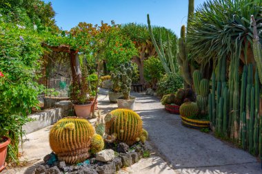 Forli, Ischia, İtalya 'daki Giardini Ravino bahçelerinde sulu ve kaktüsler.