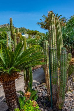 Forli, Ischia, İtalya 'daki Giardini Ravino bahçelerinde sulu ve kaktüsler.