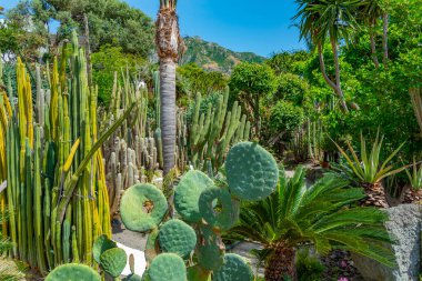 Forli, Ischia, İtalya 'daki Giardini Ravino bahçelerinde sulu ve kaktüsler.